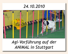 Agility-Vorführung in Stuttgart am 24.10.2010